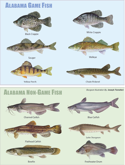 freshwater game fish species