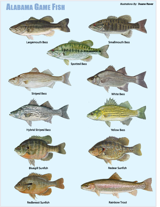 Game Fish of Alabama Alabama Fishing eRegulations