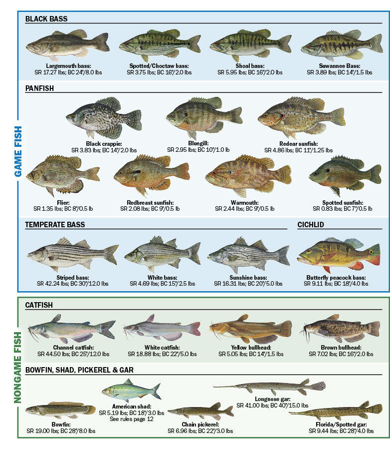 different types of fishes with names