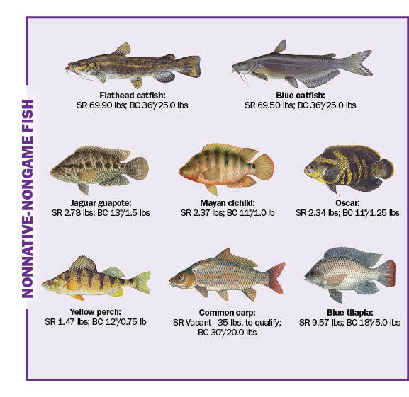 Best and Most Common Saltwater Fish In Florida