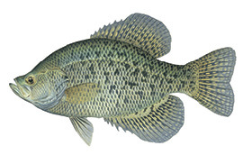 Fish Identification - Indiana Fishing