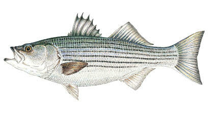 Commonly Caught Species - Massachusetts Saltwater Fishing