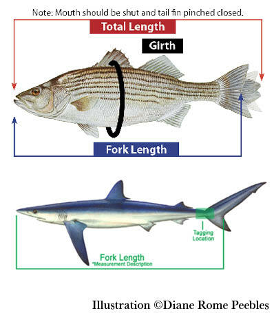 How To Measure fish