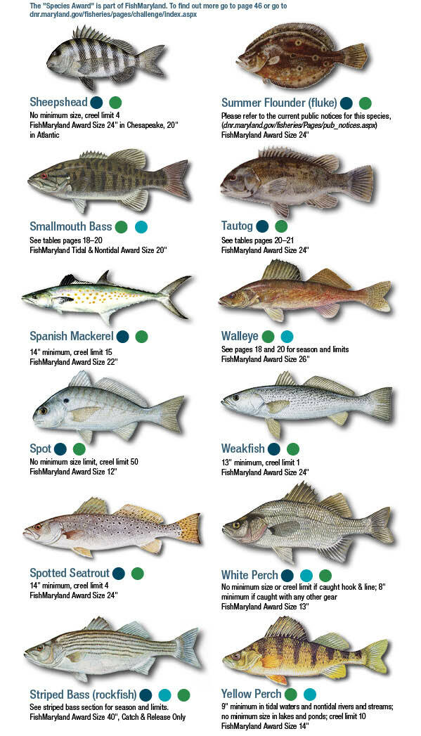Fish Identification - Maryland Fishing