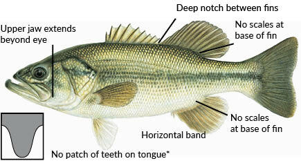 Fish Identification - North Carolina Fishing