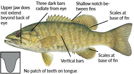 Fish Identification - North Carolina Fishing