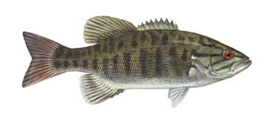Fish Identification - Virginia Fishing