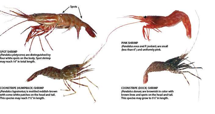 [22wafw] Shrimp Rules | eRegulations