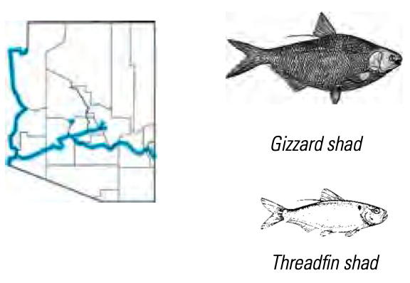 General Statewide Fishing Regulations - Arizona Fishing
