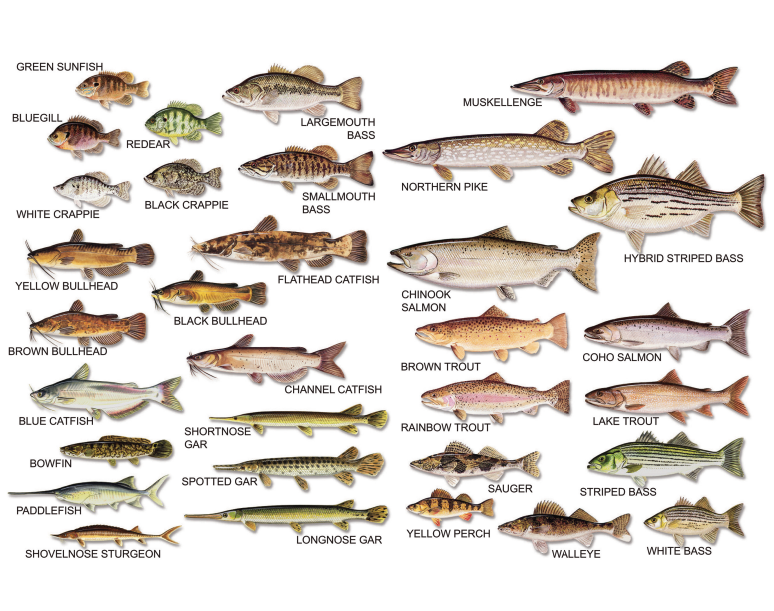 Regulation Information - Illinois Fishing