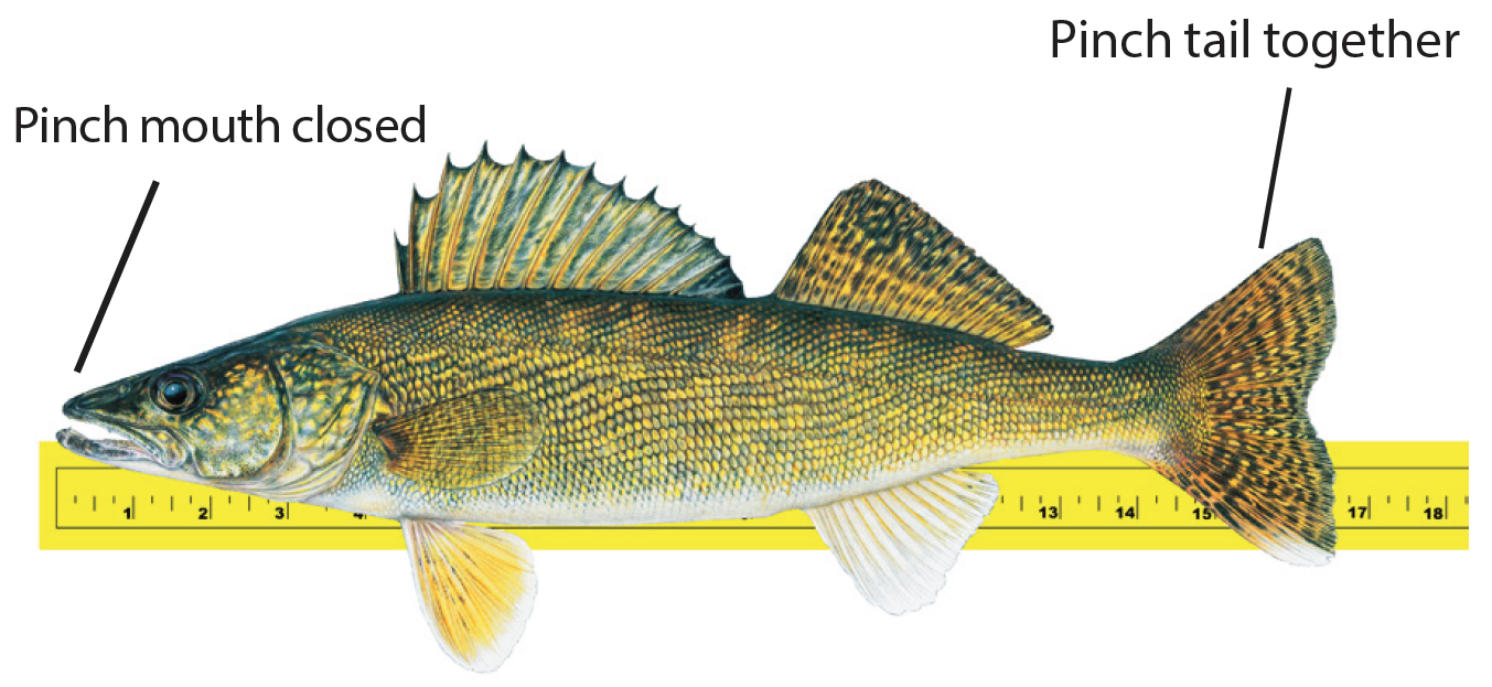 Walleye sport fishing regulations for southeast Michigan available now -  Michigan Sea Grant