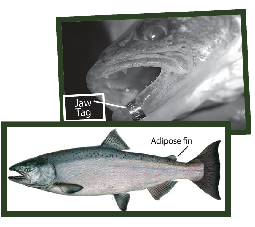 Chinook & Coho Salmon Fishing, September – November 2023 – Joe